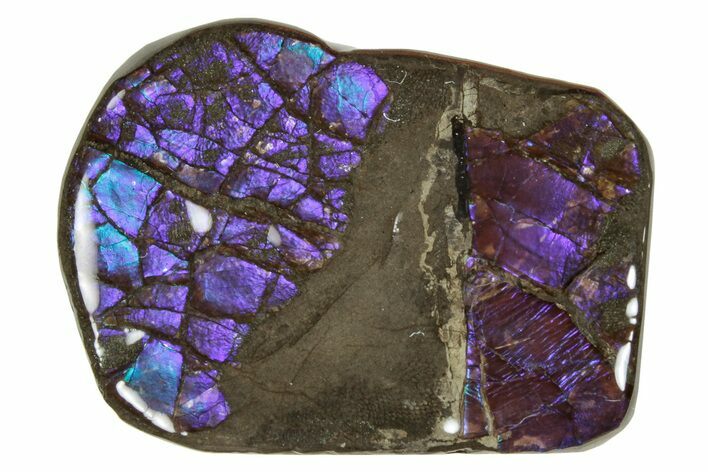 Iridescent Ammolite (Fossil Ammonite Shell) - Alberta #265113